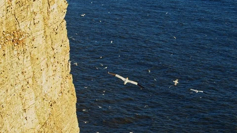 400ft White Cliffs with seabird colony and birds flying Stock Footage 108866967