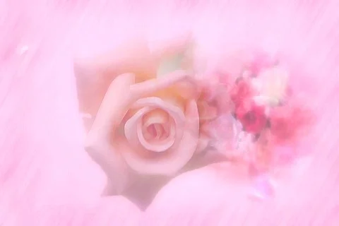 4023 Pink Roses Stock Footage 823345