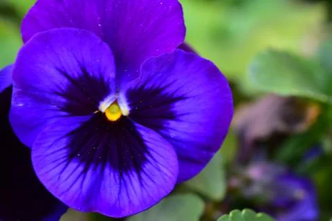 4023-spring flower Stock Photos