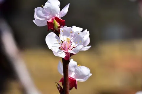 4029-tree blossoms Foto stock