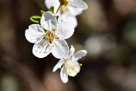 4030-tree blossoms Stock Photos