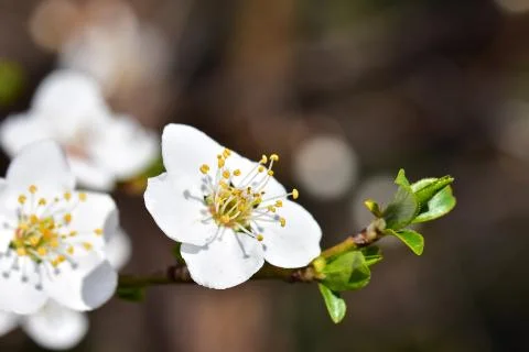 4032-tree blossoms Stock Photos