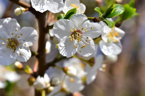 4033-tree blossoms Stock Photos