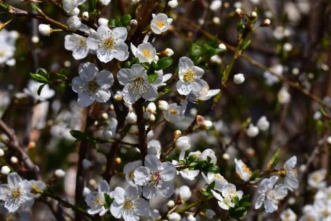 4036-tree blossoms Foto stock