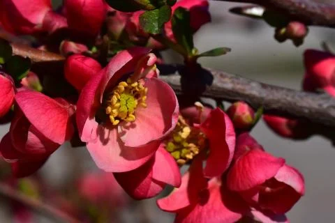 4039-tree blossoms Stock Photos
