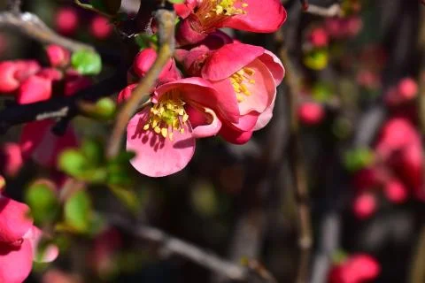4042-tree blossoms Stock Photos