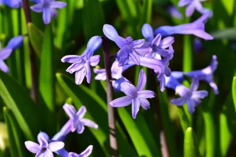 4053-spring flower Stock Photos