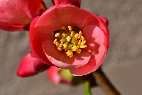 4066-tree blossoms Stock Photos