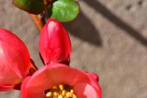 4067-tree blossoms Foto stock