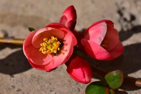 4070-tree blossoms Stock Photos