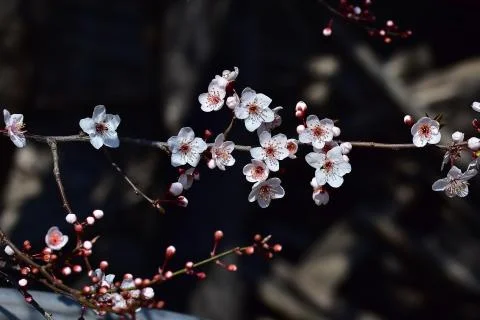 4073-tree blossoms Stock Photos