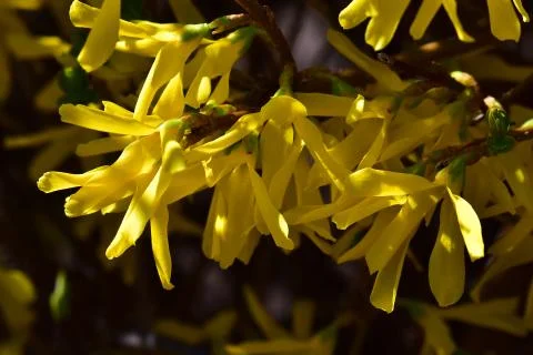 4075-yellow tree blossoms Stock Photos