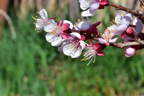 4080-tree blossoms Stock Photos