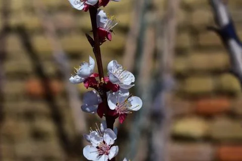 4081-tree blossoms Stock Photos