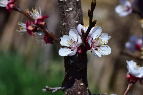 4082-tree blossoms Stock Photos