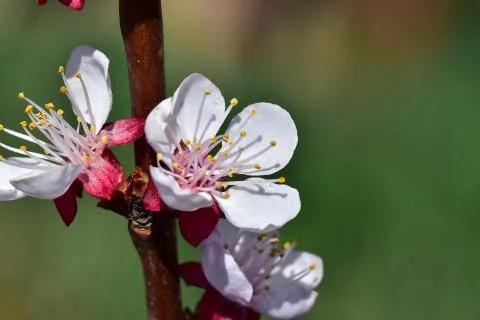 4084-tree blossoms Stock Photos