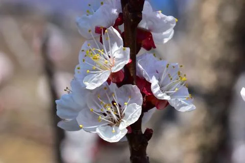 4087-nice tree blossoms Stockfoto's