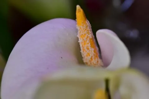 4088-white calla Stock Photos