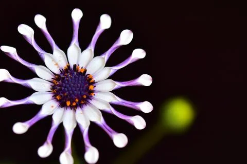 4090-spring flower Stock Photos