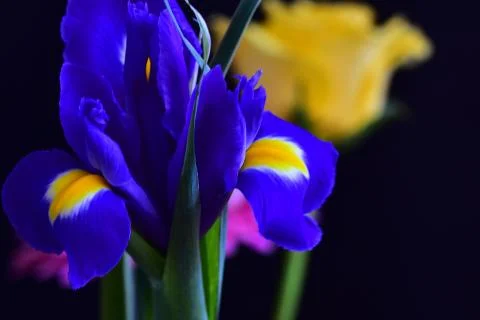 4093-beautiful iris Stock Photos