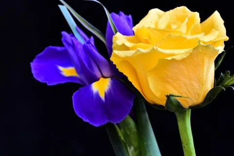 4095-rose with iris Stock Photos