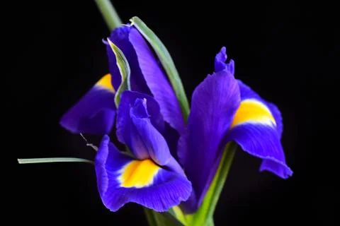 4096-beautiful iris Stock Photos