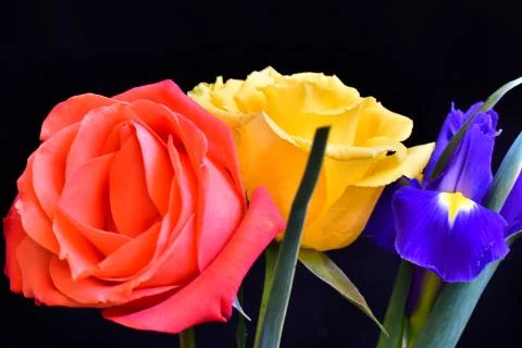 4099-roses with iris Foto stock