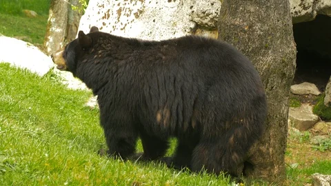 41 Black Bear against the tree close up Stock-Footage 93411234