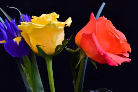4100-roses with iris Stock Photos