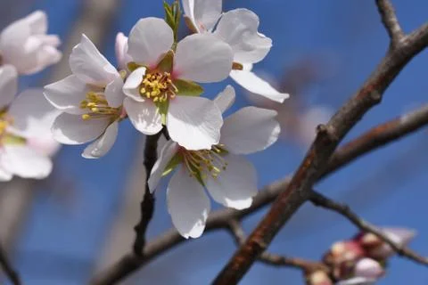 4131-nice tree blossoms Stock Photos