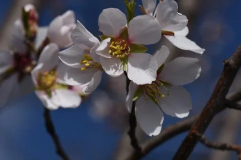 4133-nice tree blossoms Stock Photos