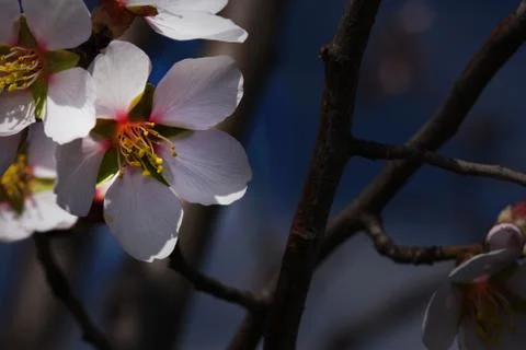 4134-nice tree blossoms Stock Photos