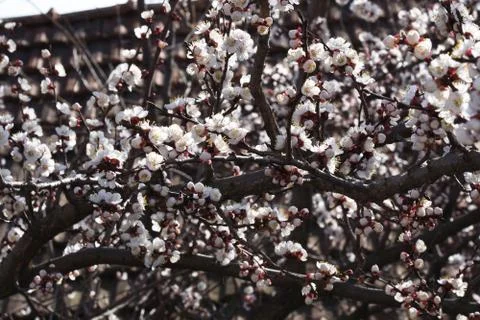 4135-nice tree blossoms Foto stock