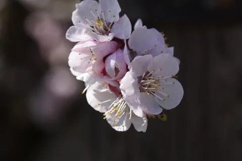 4138-nice tree blossoms Stock Photos
