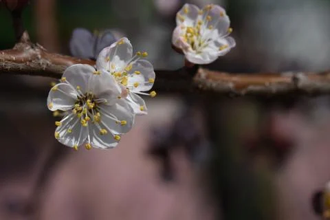 4139-nice tree blossoms Foto stock