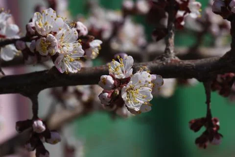 4140-nice tree blossoms Stock Photos