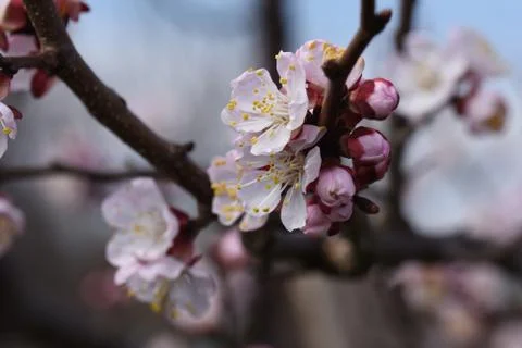 4141-nice tree blossoms Foto stock