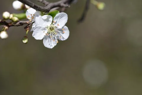 4143-nice tree blossoms Stock Photos