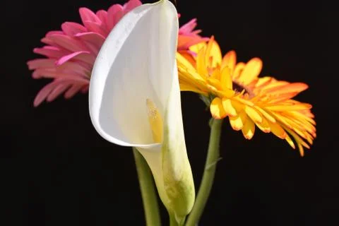 4147-gerber with calla Stock Photos