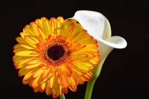 4152-gerber with calla Stock Photos
