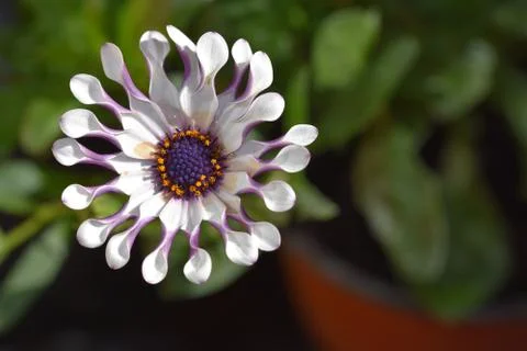 4156-spring flower Foto stock