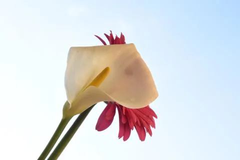4184-calla with gerber Stock Photos