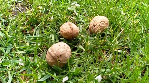 41walnuts are falling green grass Stock Footage 80446496