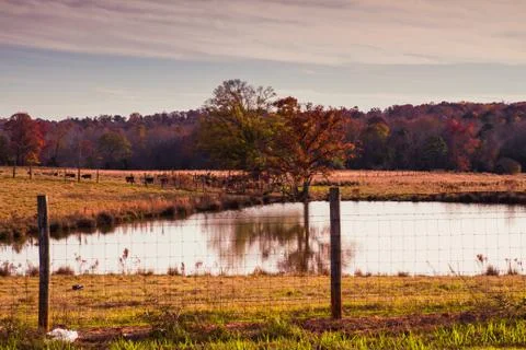 42 Tree &amp; Pond 3 库存照片