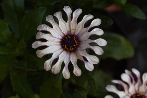 4202-spring flower Stock Photos