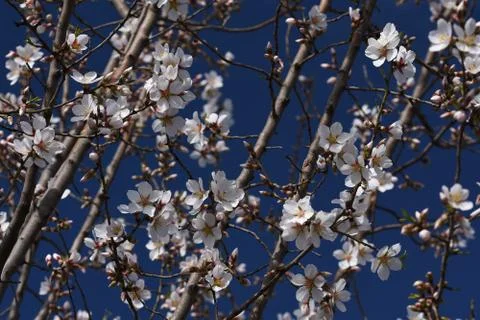4209-tree blossoms Stock Photos