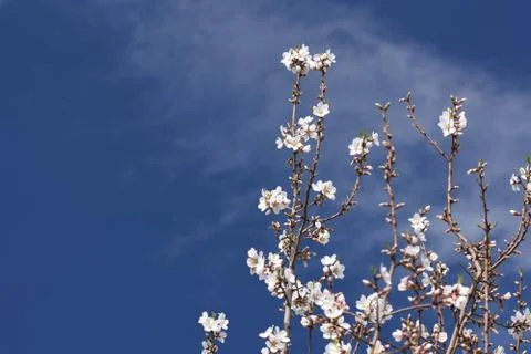 4210-tree blossoms Foto stock