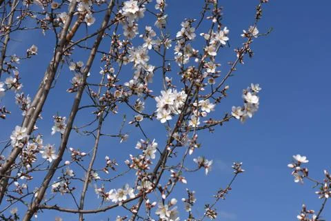 4213-tree blossoms Stock Photos