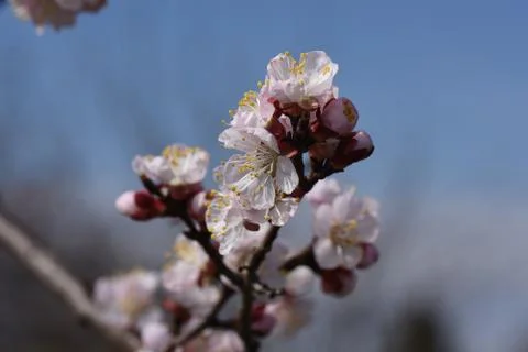 4215-tree blossoms Stock Photos