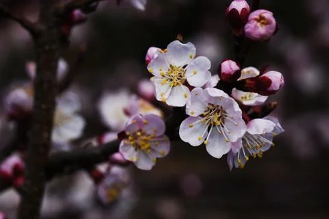 4216-tree blossoms Stock Photos